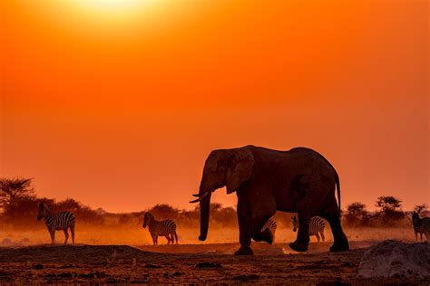 4k african wildlife